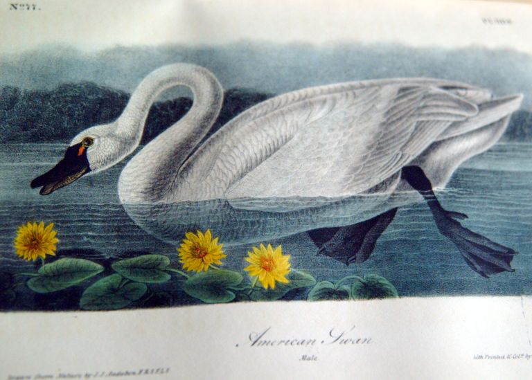 Photo : American Swan, Illustration d'un livre ancien © Université de Bordeaux